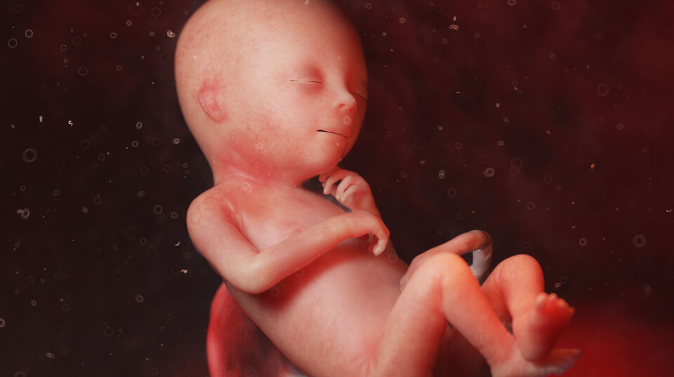 3D-bildet viser et foster i uke 18, og er laget av den medisinske illustratøren Sebastian Kaulitzki.