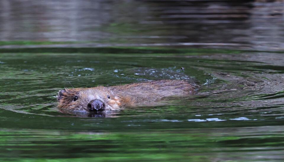 En bever (ikke avbildet) skapte utfordringer for Bane Nor under arbeidet med dobbeltspor i Horten. Illustrasjonsfoto.