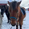 Brun hest med blå grime står i snøen, med en mørk hest i bakgrunnen.