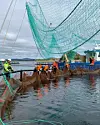 Fiskere drar inn et stort garn ved kai med båt og vann bak.