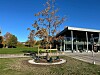 Et nyplantet eiketre på en gressplen foran Kongsvinger bibliotek.