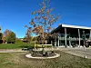 Et nyplantet eiketre på en gressplen foran Kongsvinger bibliotek.